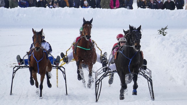 排赛事观赛 排赛事观赛