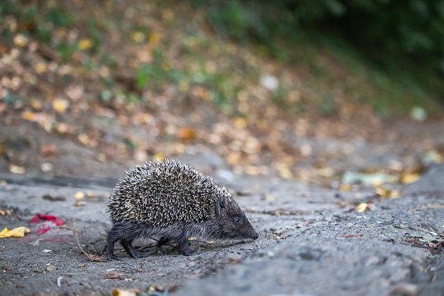 字母哥以其 字母哥以其