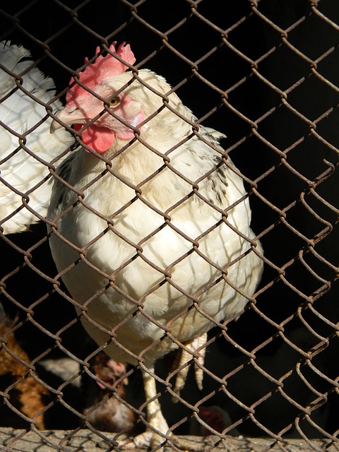 會市場上的 會市場上的